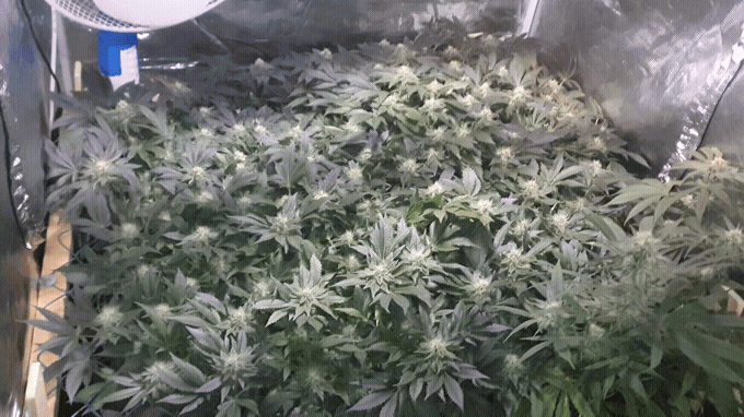 20210504_183015.gif.2d720a897bd8a16e3b354cb95497da73.gif