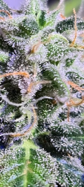 20210526_151915.jpg