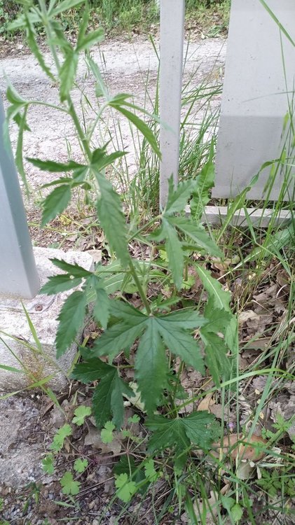 IMG-20210518-WA0004.jpeg