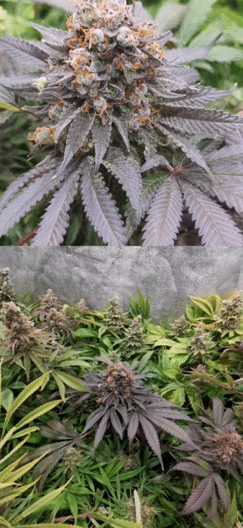 VID_20200607_181558.gif
