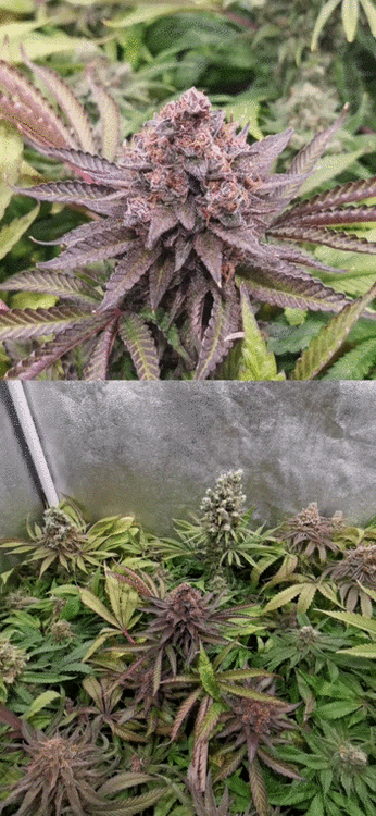 VID_20200607_181926.gif