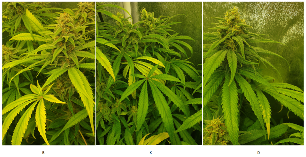 image.thumb.png.818ef0c22e826b2f461a4480efe5e4eb.png