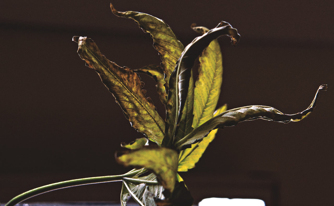 large.1767311598_feuille1.jpg.e467095e8a06d846cb9b433b64bc5d12.jpg
