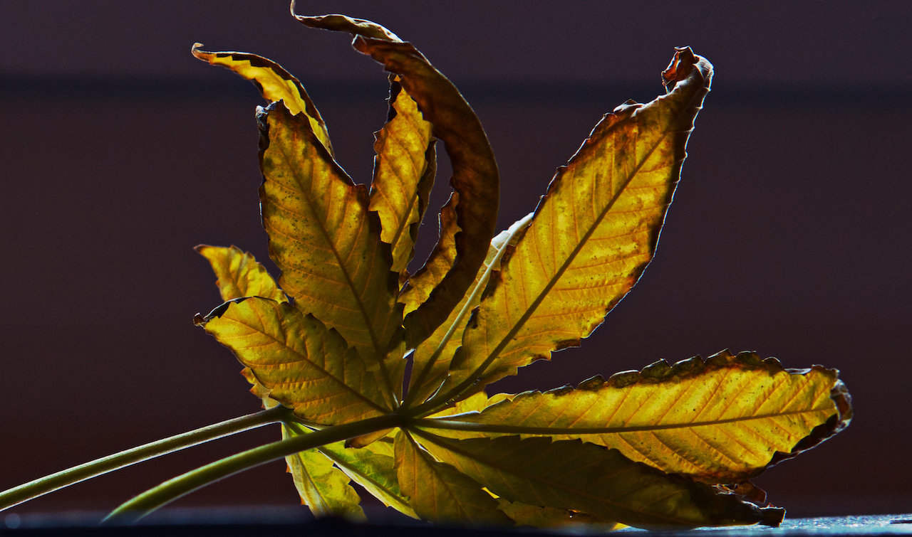 large.60652823_Feuille2.jpg.544abfdbe3500179a13639b9967403ce.jpg