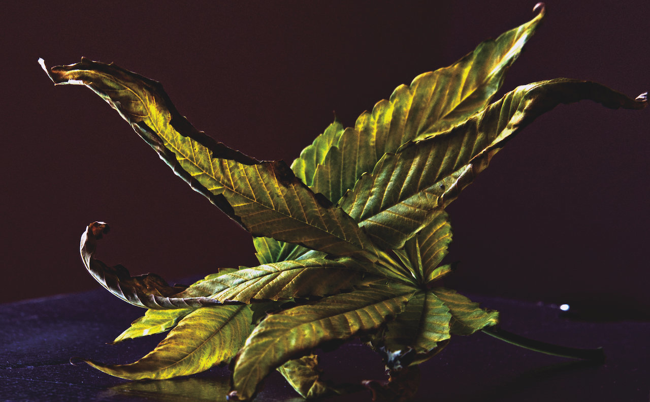large.Feuille3.jpg.b1d11a3f12123cd35cae0409691114cd.jpg