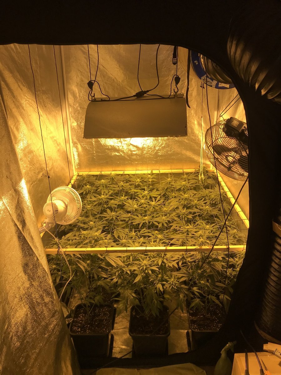BIG BUD - CRITICAL