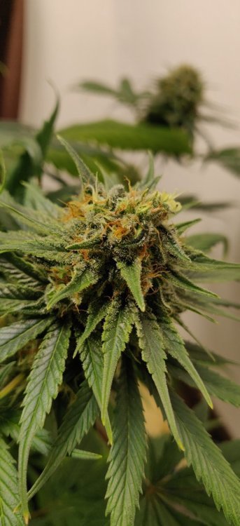 Bud branche basse