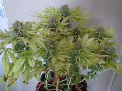 IMG_8296 - Copy.JPG