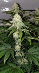 KmintZ Ripper seeds