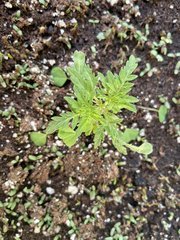 Freakshow
