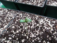 IMG_0909.JPG