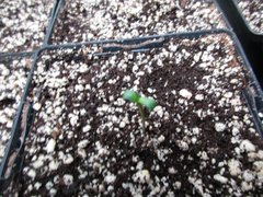 IMG_0910.JPG