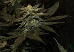 bruce banner