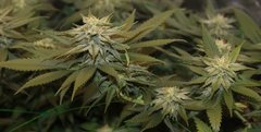 bruce banner