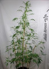 batch_IMG_6073.JPG