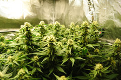 Jamaican Dream de Eva Seeds