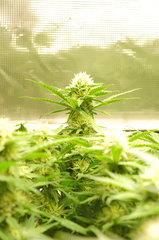 Jamaican Dream de Eva Seeds