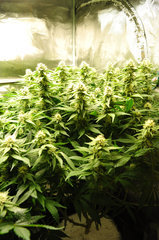 Jamaican Dream de Eva Seeds