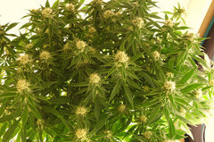 Jamaican Dream de Eva Seeds