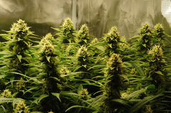 Jamaican Dream de Eva Seeds