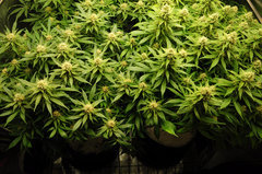 Jamaican Dream de Eva Seeds