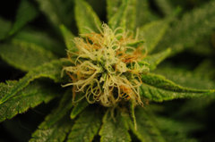 Jamaican Dream de Eva Seeds