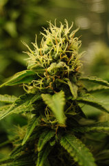 Jamaican Dream de Eva Seeds