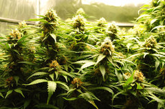 Jamaican Dream de Eva Seeds