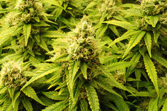 Jamaican Dream de Eva Seeds