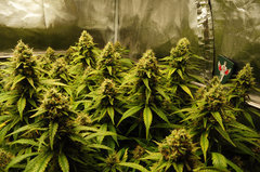 Jamaican Dream de Eva Seeds