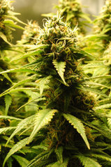 Jamaican Dream de Eva Seeds