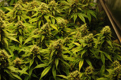 Jamaican Dream de Eva Seeds