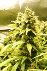 Jamaican Dream de Eva Seeds