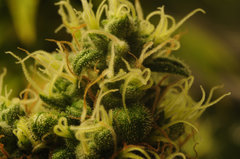 Jamaican Dream de Eva Seeds