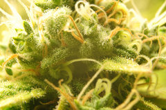 Jamaican Dream de Eva Seeds