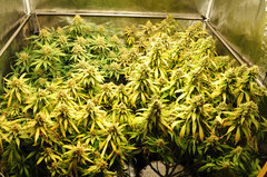 Jamaican Dream de Eva Seeds