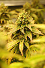 Jamaican Dream de Eva Seeds