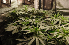 5 jours de 12/12