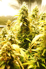 Jamaican Dream de Eva Seeds