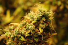 Jamaican Dream de Eva Seeds