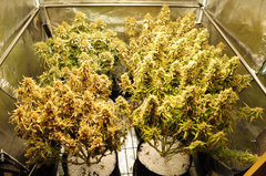 Jamaican Dream de Eva Seeds
