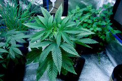 Karma Biker Kush