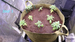 Mise en terre des plantes (variétés en description)