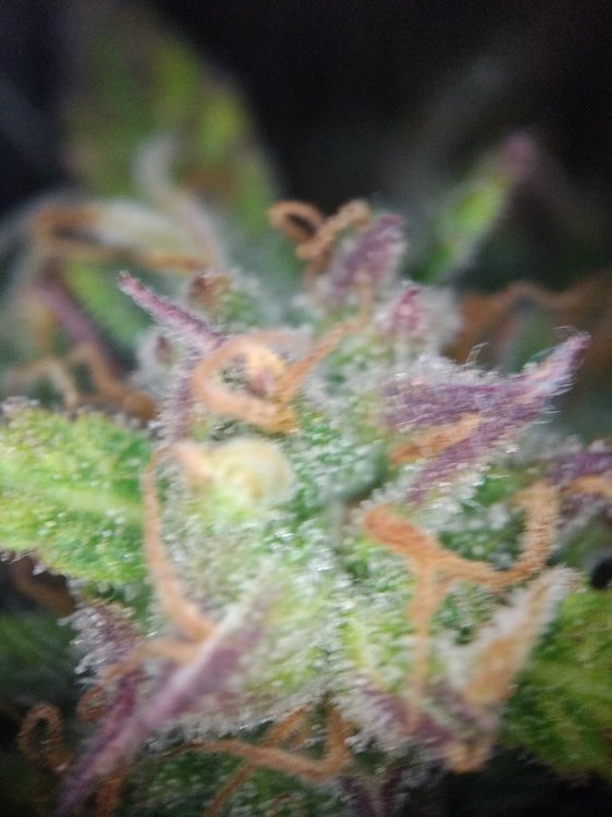 1091857830_ES_IMG_20210603_091310(2).thumb.jpg.e1e726310589a9850fc8afdace4c228d.jpg