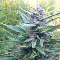 420MasterGrower