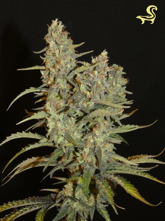 Une Structure Sativa Et Des Feuilles Fines Mais Avec Une Floraison Rapide.jpg