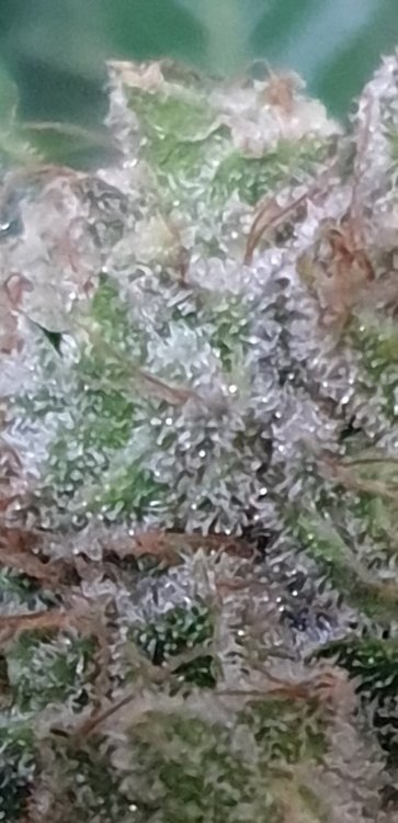 1610080175_trichome2.thumb.jpg.6056ee68186a6658673a3f5654af4e4d.jpg