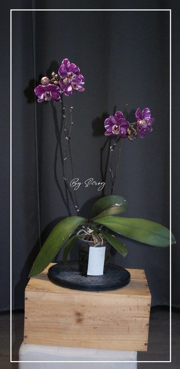 1722236179_Orchide1Juin2021.thumb.jpg.57fdb6ace3b353c8306587fff9eef794.jpg