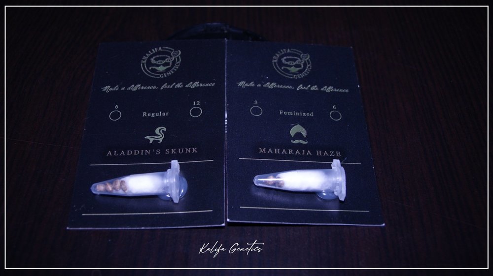 1888145601_kalifagenetics.thumb.jpg.9852294a8ecc5f3d318aeead67c676f4.jpg