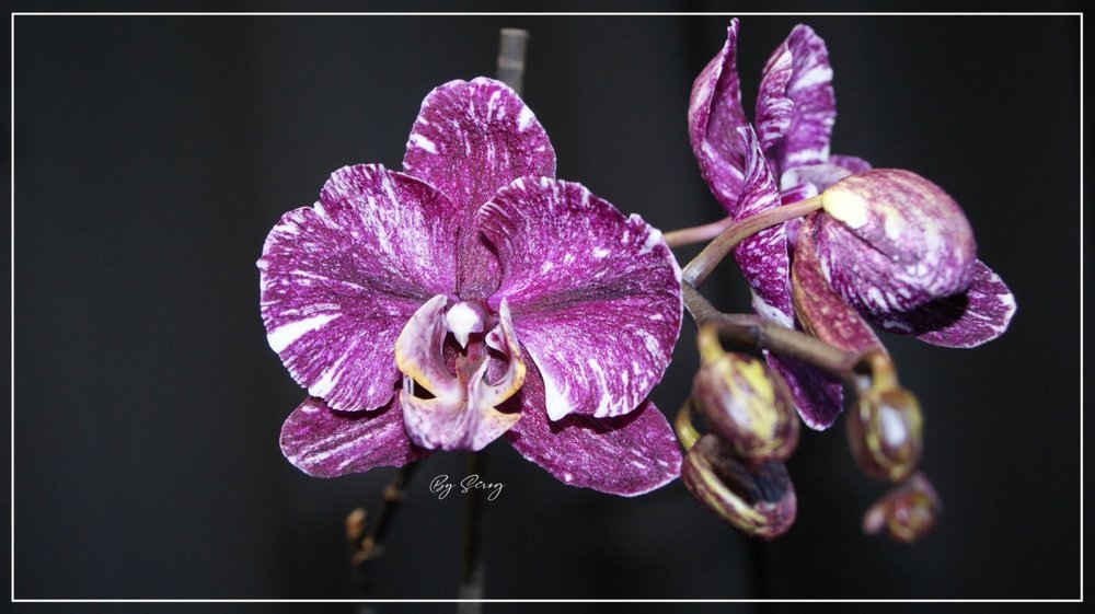1906193892_Orchide1FleureJuin2021.thumb.jpg.a989bceda89d7a50c0063eca56e7fe63.jpg